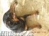 Štěňata rotvajlera - 3