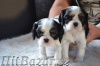 Kavalír king charles spaniel - 2