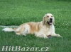 Golden retriever s PP - štěňata /zlatý retrívr/ - 4