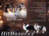 Šeltie/sheltie - Tricolor pejsek s PP - 2