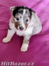 Šeltie - sheltie, pejsci s PP - 2