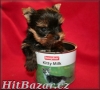 yorkshire terrier - pejsci i fenečky - 2