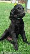 Flat coated retriever s PP černí kluci - 2