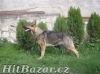 Německý ovčák - 9