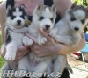 roztomilý Sibiřský husky štěňata