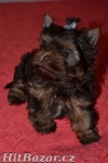Štěňata Yorkshire Terrier - čokoládový - 2