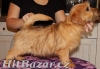 Norfolk Terrier