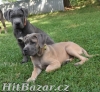 Cane corso s PP