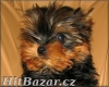 yorkshire terrier - maličký pejsek - 2