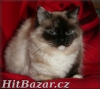 koťata Ragdoll s PP - 7