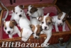 Jack Russell (Russel) Teriér - 3