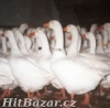 Housata,kuřata,krůty,kuřice,mulardy,perličky - 3