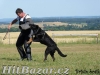 Beauceron štěňata Slzy Katharů - 3