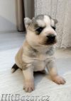 Sibiřský husky štěňata - 2