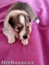 Šeltie - sheltie, pejsci s PP - 4
