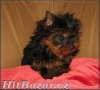 yorkshire terrier - maličký pejsek