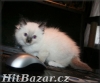 koťata Ragdoll s PP - 3