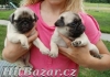 Mops štěňátka