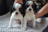 Kavalír king charles spaniel - 4