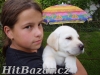 Labradorský Retrívr - 7