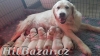 Zlatý retrívr - Golden retriever - štěňátka s PP  - 3