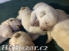 Labradorský retriever - žlutá štěňátka s PP - 3