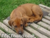 štěňátka Rhodeského Ridgeback s PP - 6