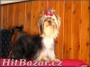 yorkshire terrier, fenky i pejsci  - 4