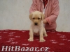 Labradorský retriever s PP - 2