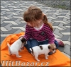 jack russel terier - 4
