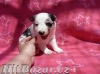 Border kolie  - 5