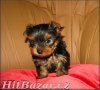 Yorkshire terrier - 5