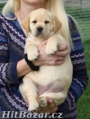 Štěňátka labradorského retrívra