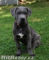 Cane corso s PP - 2