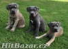 Cane corso s PP - 3
