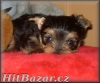 yorkshire terrier - 2