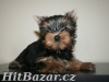yorkshire terrier - 2