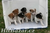 Jack Russell (Russel) Teriér