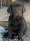 Labradorský retrívr - čokoládová štěňátka - 3