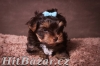 Štěňata Yorkshire Terrier - čokoládový - 4