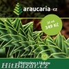 Blahočet čilský - Araucaria araucana - 2