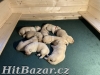 Labradorský retriever - žlutá štěňátka s PP - 2
