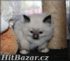 kočičky a kocourci plemene Ragdoll s PP  - 5
