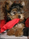 yorkshire terrier - krásná štěnata s PP