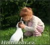 Jack russel terier - 6