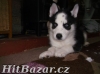 Rozkošný Sibiřský husky Štěňata - 3