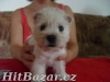 west highland white terrier - 2