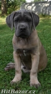 Cane corso s PP - 4