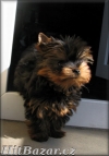 yorkshire terrier - maličký pejsek - 4