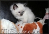koťata Ragdoll s PP - 6